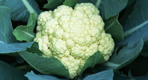 Cauliflower Growing Guide Tui When To Plant Feeding