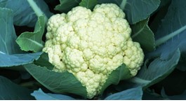 Cauliflower Growing Guide