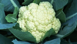 Cauliflower Growing Guide