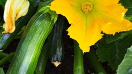 Courgette Growing Guide