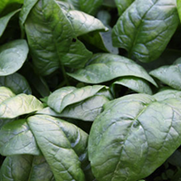 Spinach Growing Guide