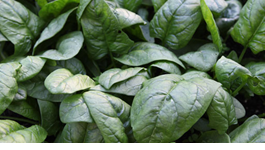 Spinach Growing Guide