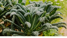 Kale Growing Guide