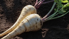 Parsnip Growing Guide