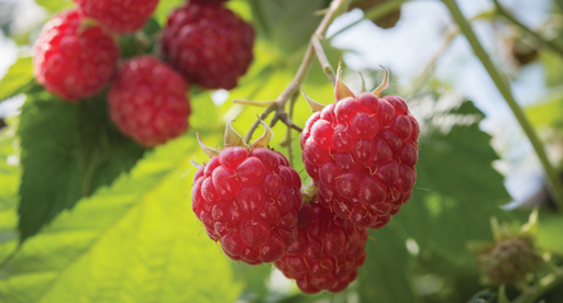 raspberries growing