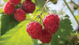 Raspberry Growing Guide