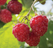 Raspberry Growing Guide
