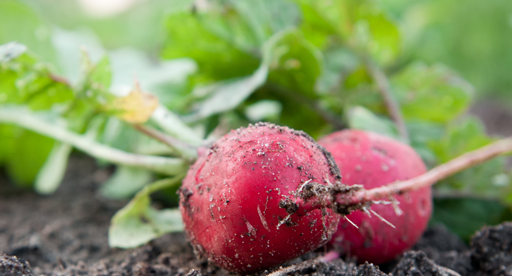 Radish Growing Guide Tui Prepare Plant Nourish