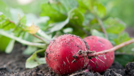 Radish Growing Guide