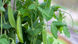 Pea Growing Guide