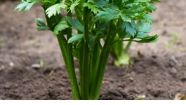 Celery Growing Guide