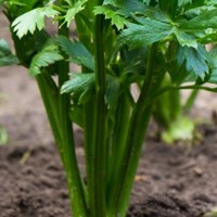 Celery Growing Guide