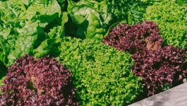 Lettuce Growing Guide