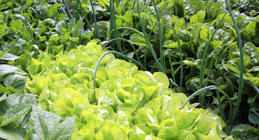 Image of Spinach companion plant passionfruit