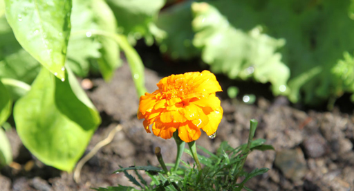 Image of Marigolds companion plant for passionfruit