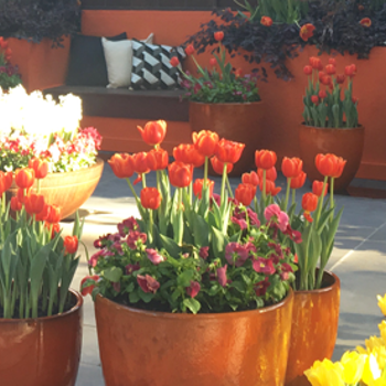 Tips for Beautiful Bulbs