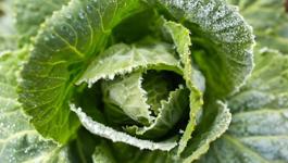 Winter Gardening Guide