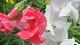 Sweet as can be - sweet peas