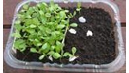 Mini Magic - Growing Microgreens at Home