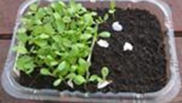 Mini Magic - Growing Microgreens at Home