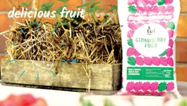 Strawberry Straw Bale Gardening Hack