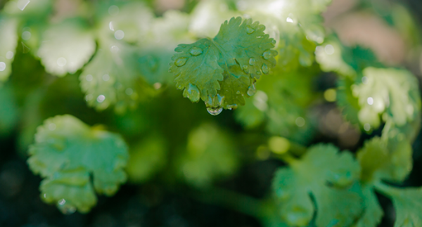 Coriander Growing Guide