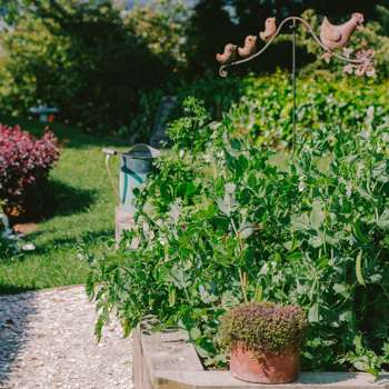 Should I soak dry Gladioli bulbs before planting?