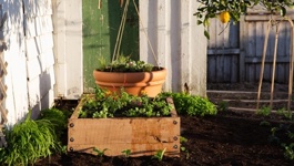 Cuisine Gardening Guide