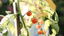 Grow the Best Tomatoes