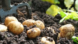 Potato Growing Guide