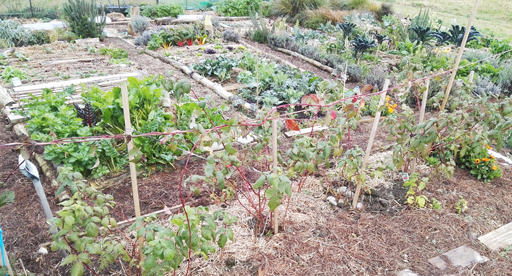 Overlooking Claire's garden beds