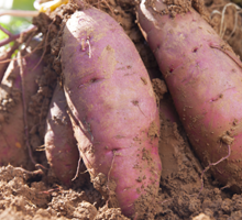 Kumara Growing Guide