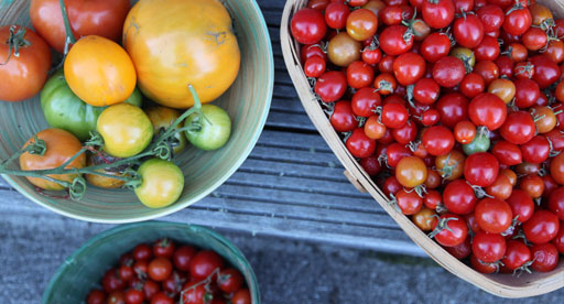 Tomato - Beef/Beefsteak variety full size & full flavour