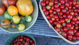 Top Tomato Varieties