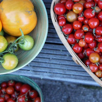 Top Tomato Varieties