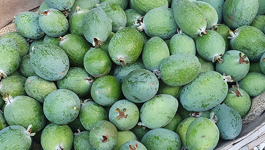 Feijoa Frequently Ask Questions