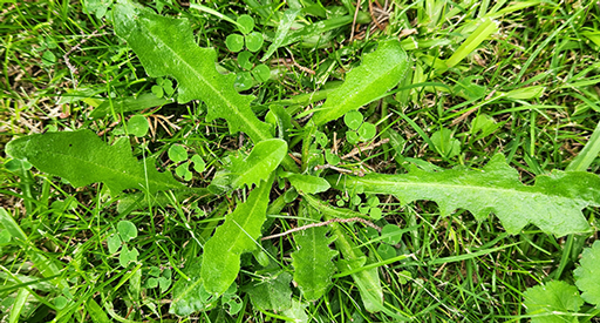 Autumn lawn care weed identification
