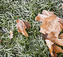 Winter Lawn Maintenance