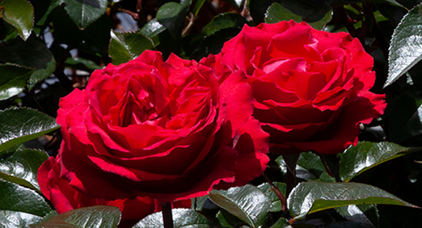 'Aroha'