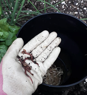 6. Add composting (tiger) worms.