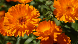 Calendula Growing Guide 