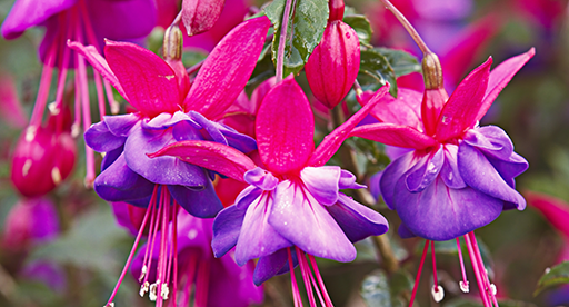 Fuchsia Growing Guide, Tui