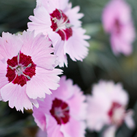 Dianthus Growing Guide 