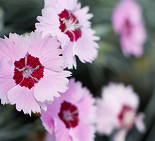 Dianthus Growing Guide