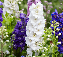 Delphinium Growing Guide