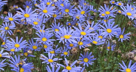 Daisy Flower: Types of Daisies