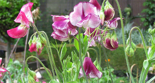 are sweet peas flower safe for dogs