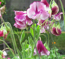 Sweet Pea Growing Guide
