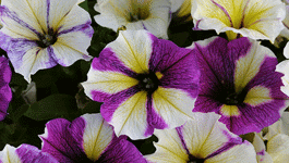 Petunia Growing Guide