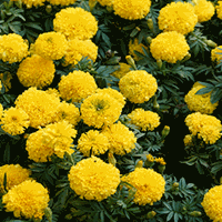 Marigold Growing Guide 